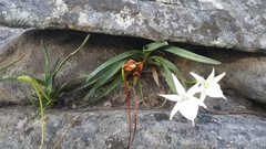 Angraecum protensum image