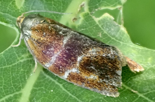Brindled Tortrix, De Brand, Udenhout, Noord-Brabant, NL, photo 10 of 10