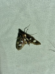 Desmia maculalis