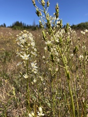 Toxicoscordion fontanum