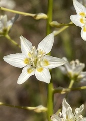 Toxicoscordion fontanum