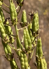 Toxicoscordion fontanum