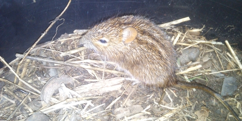 Xeric Four-striped Grass Rat