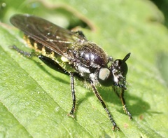 Choerades marginata