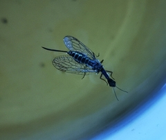 Raphidiinae