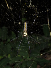 Nephila pilipes
