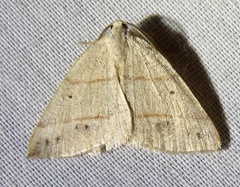 Drepanulatrix bifilata
