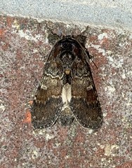 Peridea bordeloni