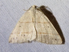 Drepanulatrix bifilata