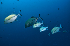 Caranx lugubris