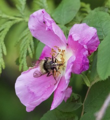 Criorhina bubulcus