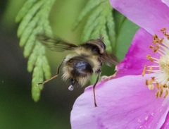 Criorhina bubulcus