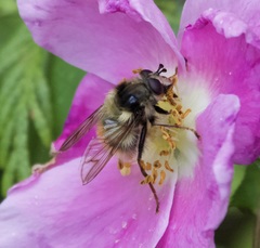Criorhina bubulcus