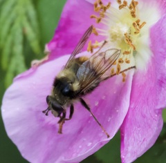 Criorhina bubulcus