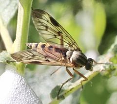 Rhagio scolopaceus