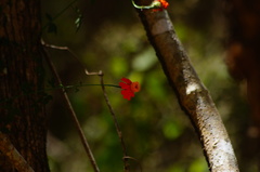 Adenophyllum aurantium