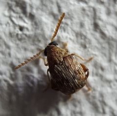 Acanthoscelides macrophthalmus