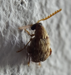 Acanthoscelides macrophthalmus