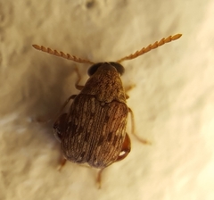 Acanthoscelides macrophthalmus