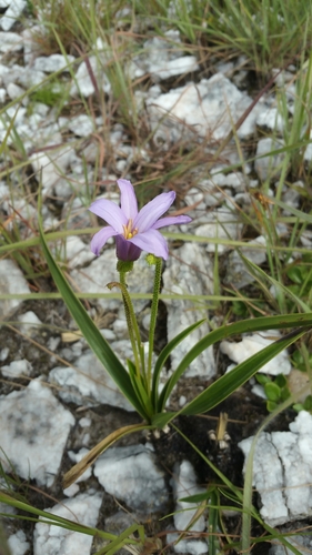 Xerophyta eglandulosa image