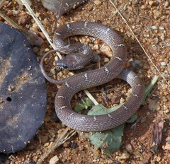 Lycodon anamallensis