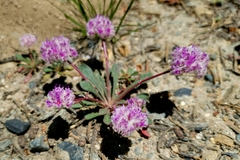 Calyptridium monospermum