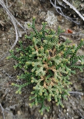 Selaginella sanguinolenta