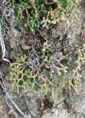 Selaginella sanguinolenta