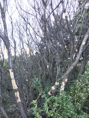 Chaetoptelius mundulus