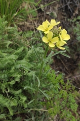 Erysimum flavum