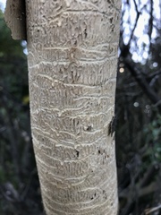 Chaetoptelius mundulus