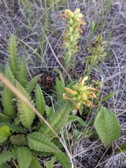 Pedicularis lanceolata