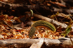 Acanthocereus oaxacensis