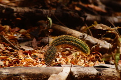 Acanthocereus oaxacensis