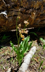 Erythronium pluriflorum