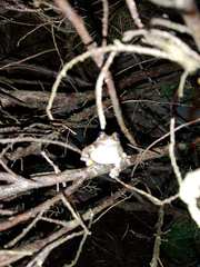 Hyla chrysoscelis