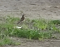 Turdus pilaris
