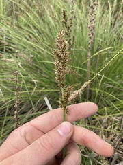 Carex cusickii
