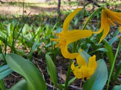 Erythronium pluriflorum