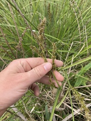 Carex cusickii