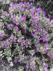 Oxytropis borissoviae