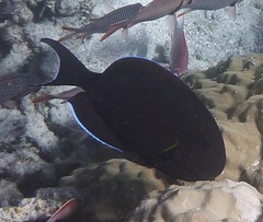Acanthuridae
