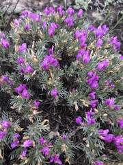 Oxytropis borissoviae