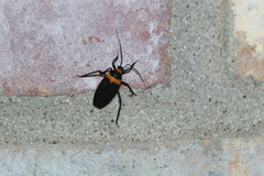 Platytylus bicinctus