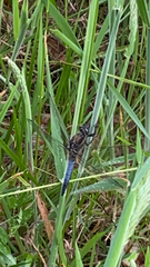 Orthetrum cancellatum