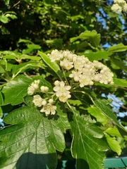 Scandosorbus
