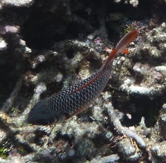 Myripristis violacea