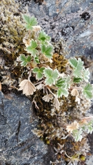Potentilla × villosula