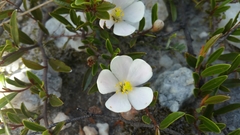 Xerochlamys itremoensis