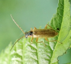 Rhagonycha testacea